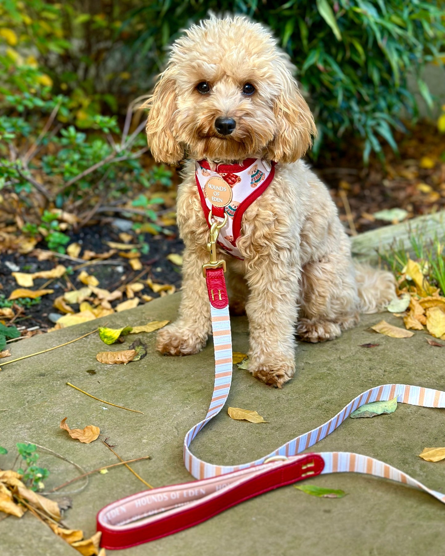 Harrold + Hattie Bears Dog Harness (XXS-XS) - The Bark Market