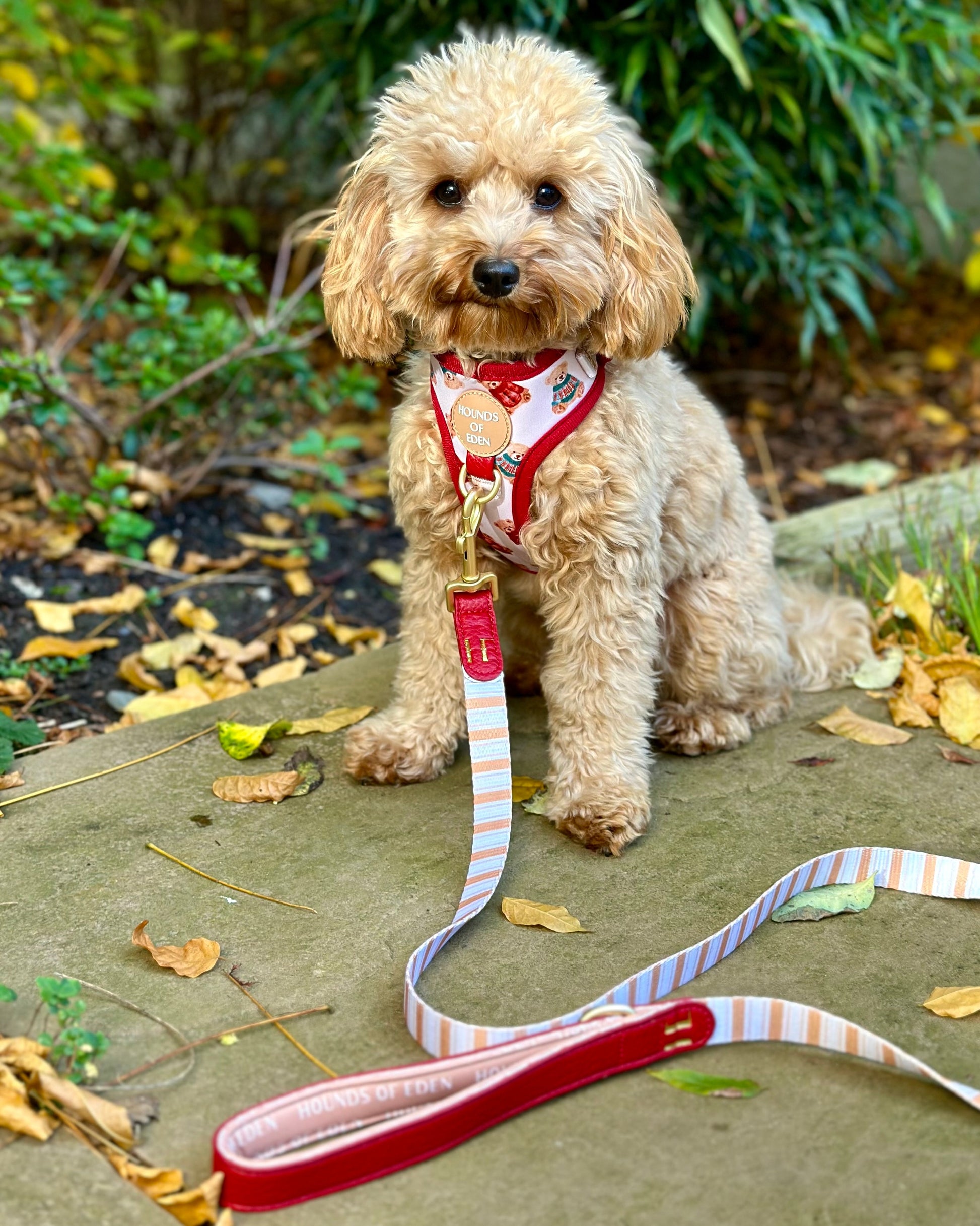 Harrold + Hattie Bears Dog Harness (XXS-XS) - The Bark Market