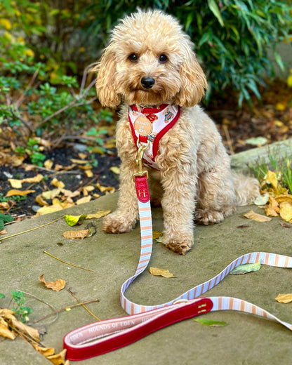 Harrold + Hattie Bears Dog Harness (XXS-XS) - The Bark Market