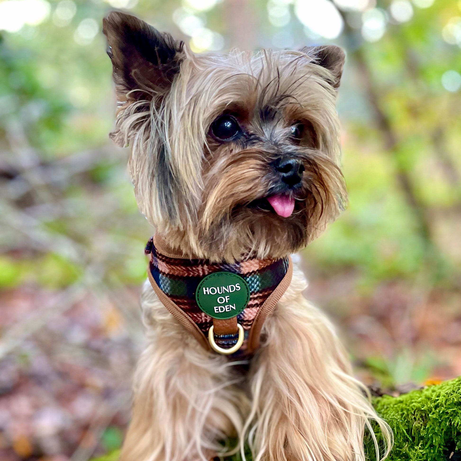 Oak Forest Plaid Dog Harness (XXS-XS) - The Bark Market