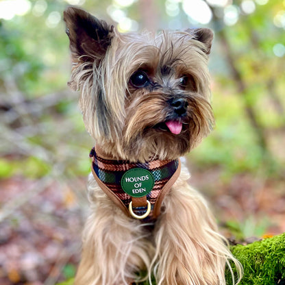 Oak Forest Plaid Dog Harness (XXS-XS) - The Bark Market