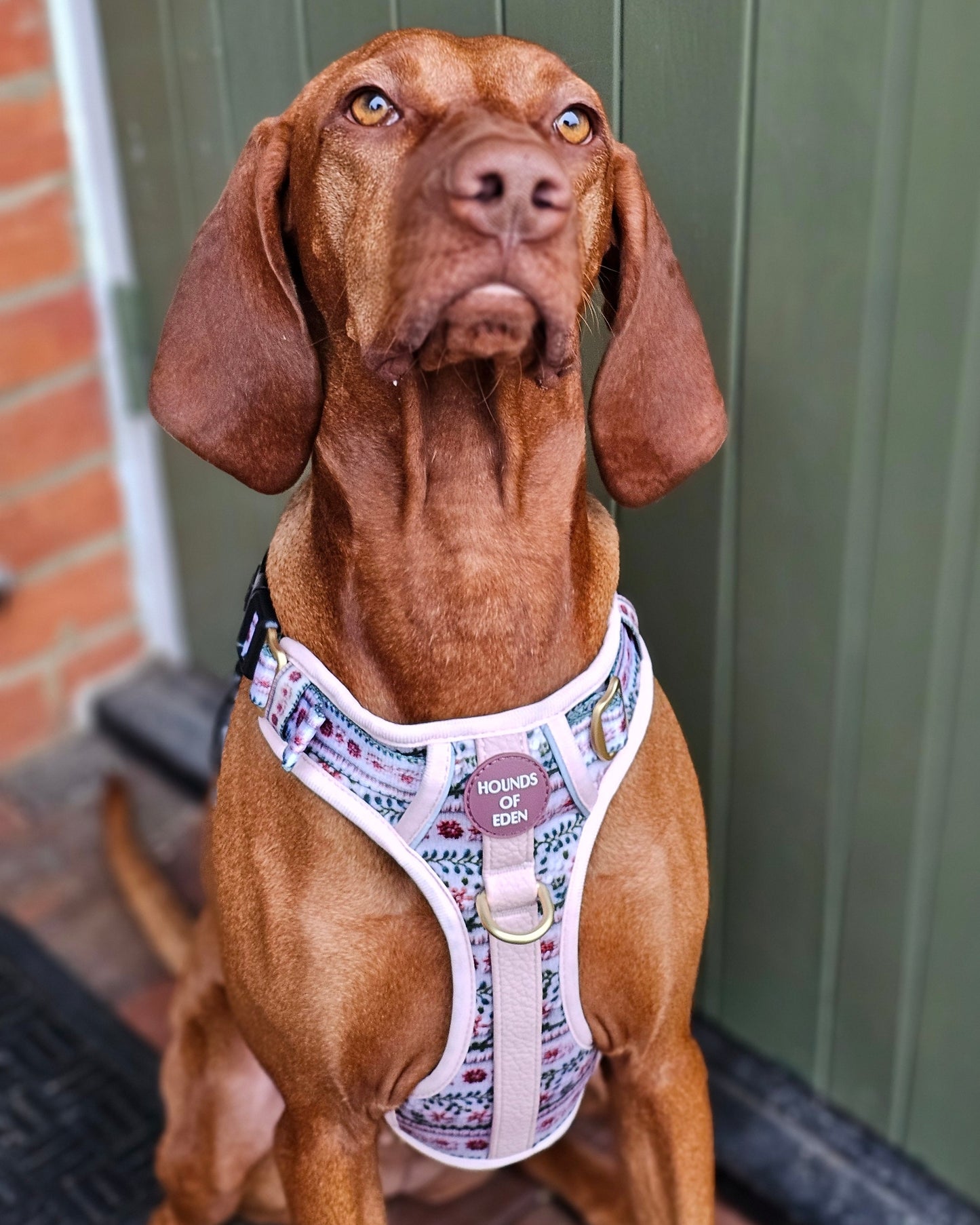 Bella's Jumper Supaw Strong Lite™ Dog Harness (XS-XL) - The Bark Market
