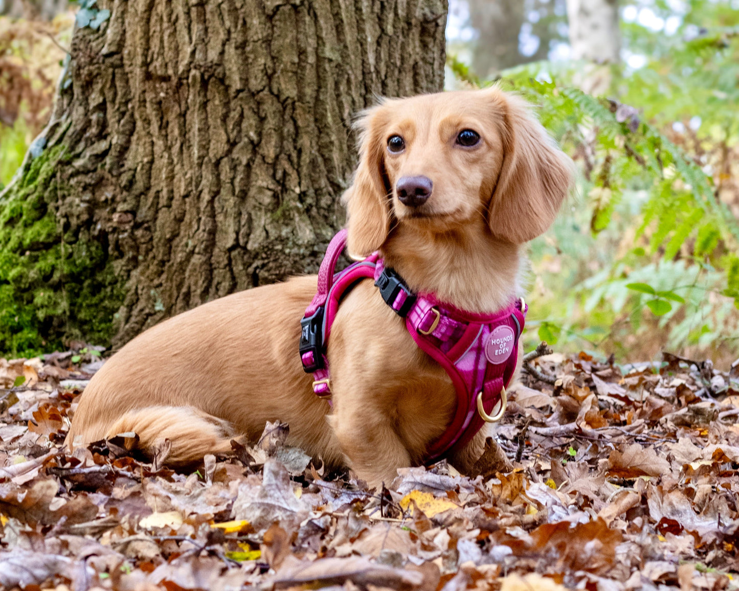 Rose Berry Plaid - Supaw Strong™ Lite Dog Harness (XS-XL) - The Bark Market