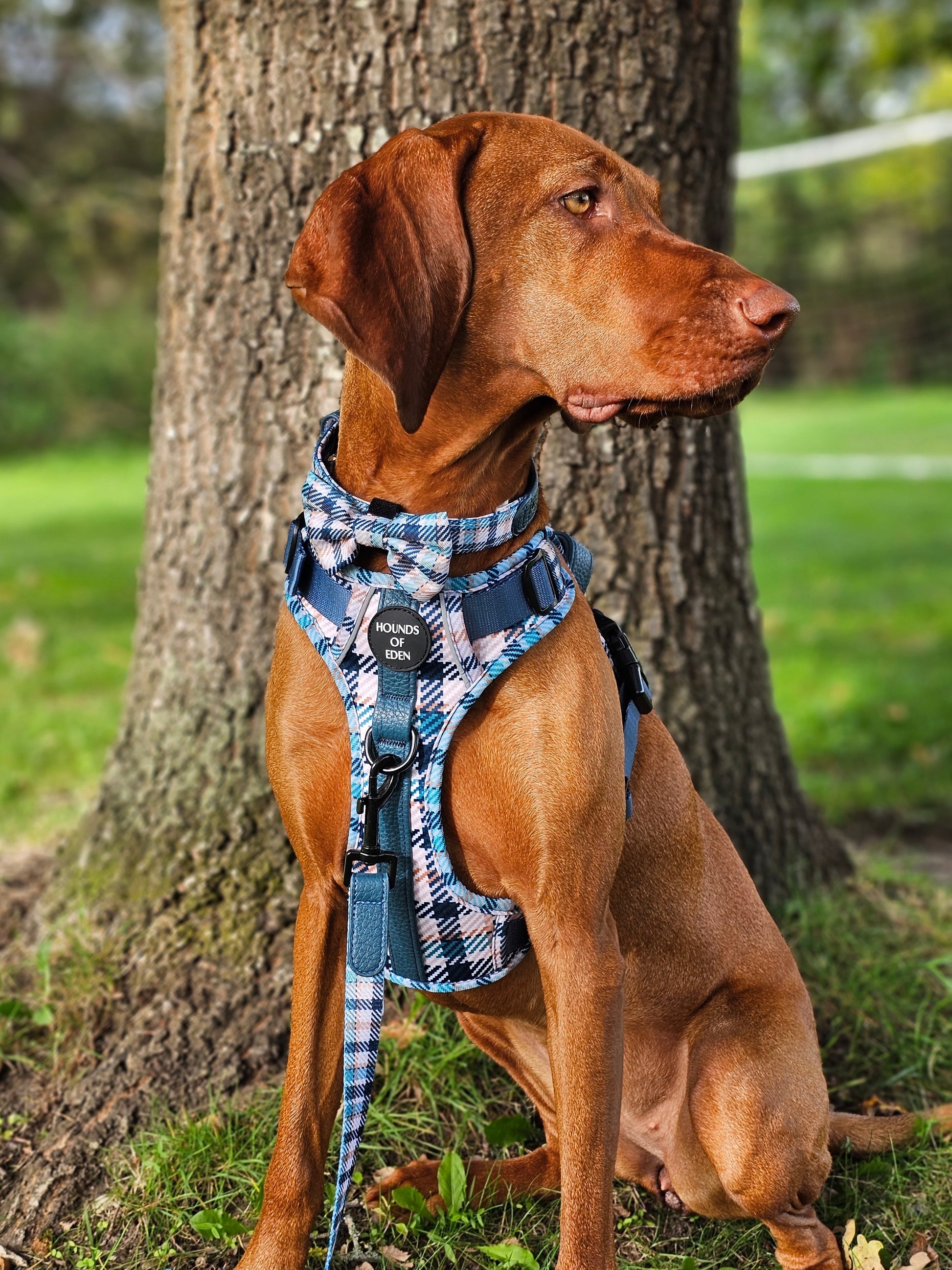 Tealing Smart Dog Supaw Strong Lite™ Harness (XS-XL) - The Bark Market