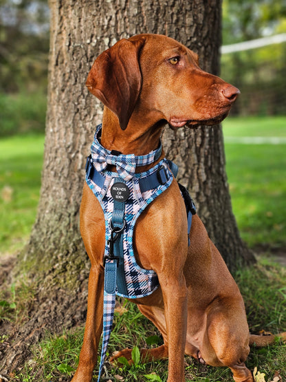 Tealing Smart Dog Supaw Strong Lite™ Harness (XS-XL) - The Bark Market