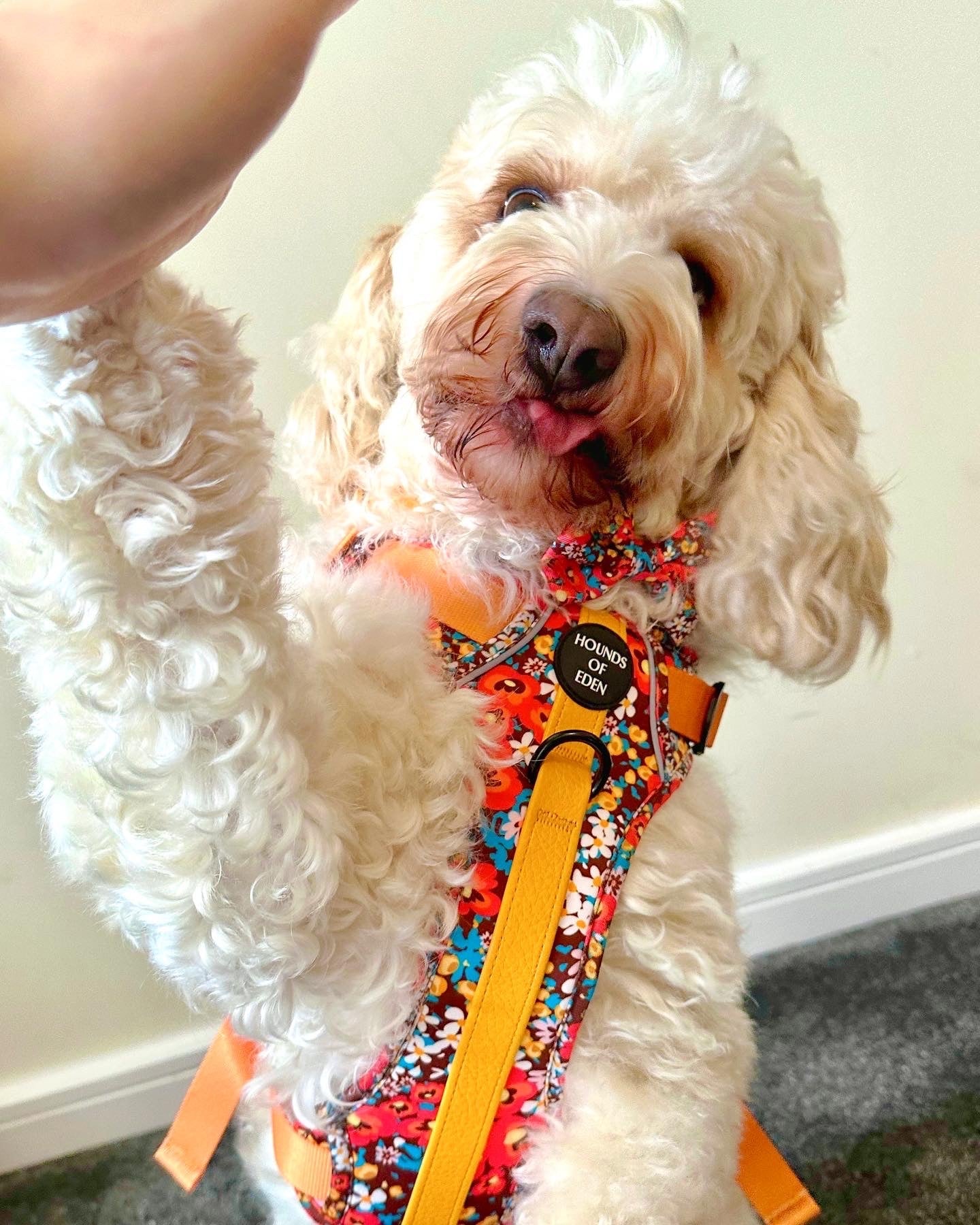 Retro Bloom Dog Supaw Strong Lite™ Harness (XS-XL) - The Bark Market