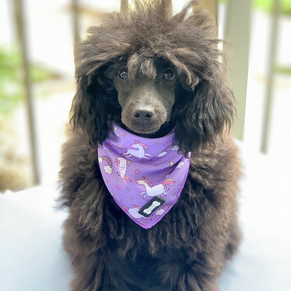 Daydreams and Unicorns Cooling Bandana - The Bark Market