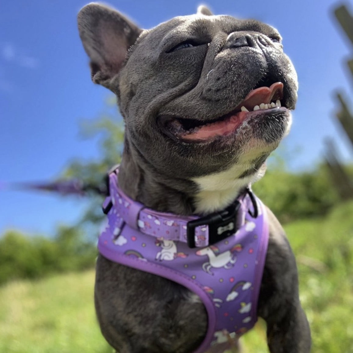 Daydreams and Unicorns Collar - The Bark Market