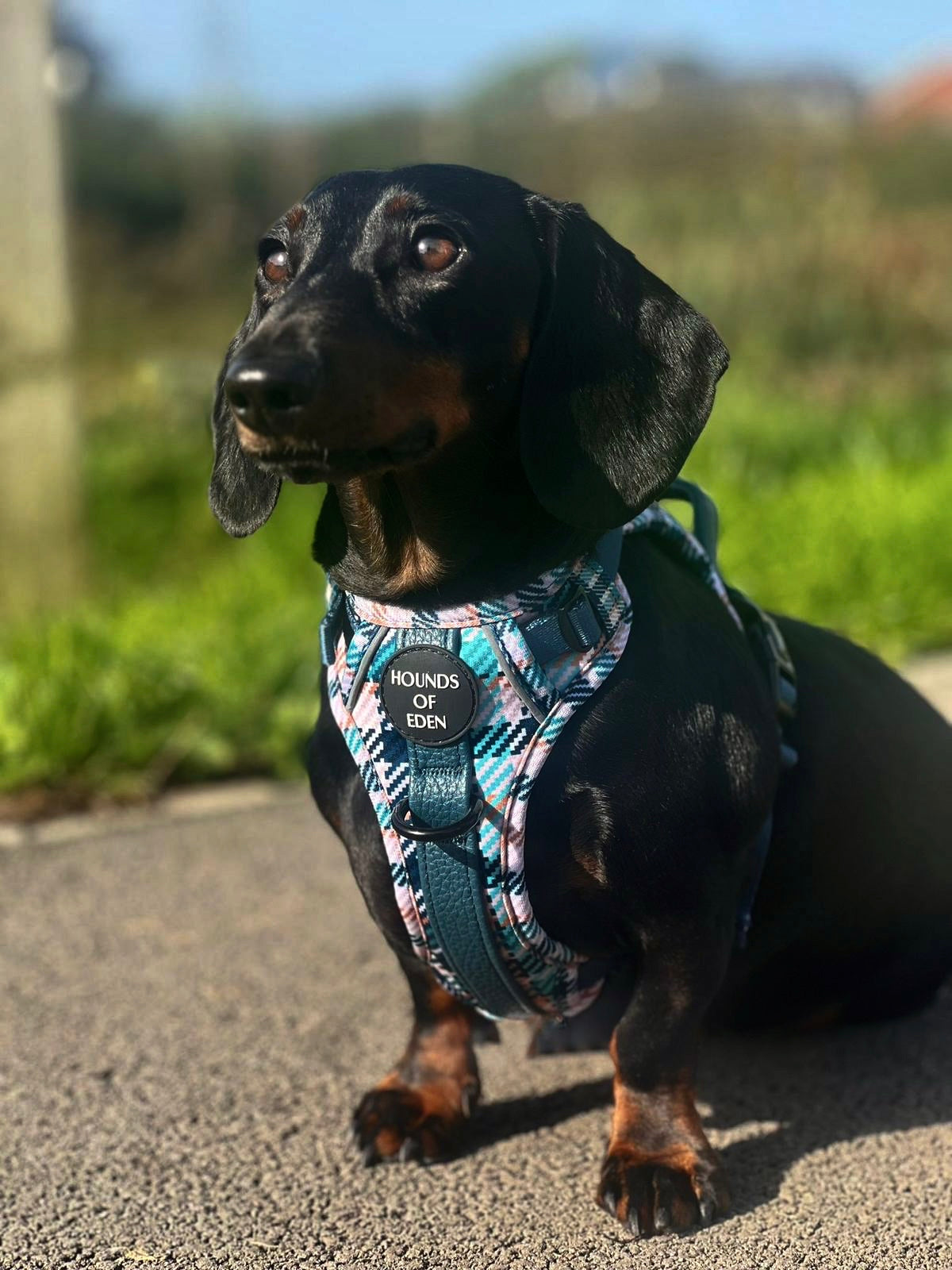 Tealing Smart Leather Dog Collar - The Bark Market