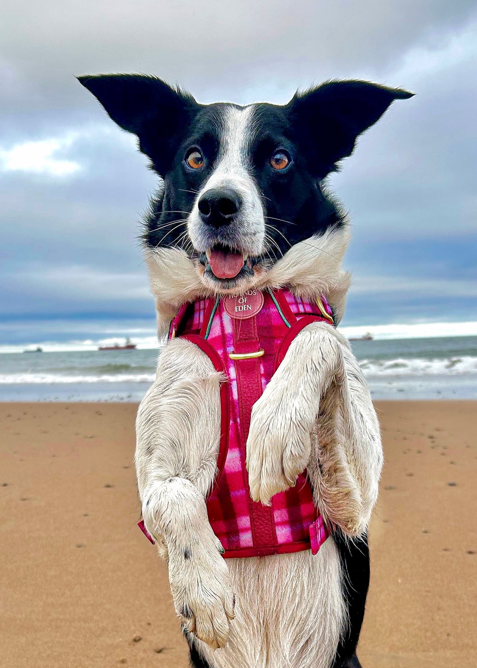 Rose Berry Plaid - Supaw Strong™ Lite Dog Harness (XS-XL) - The Bark Market
