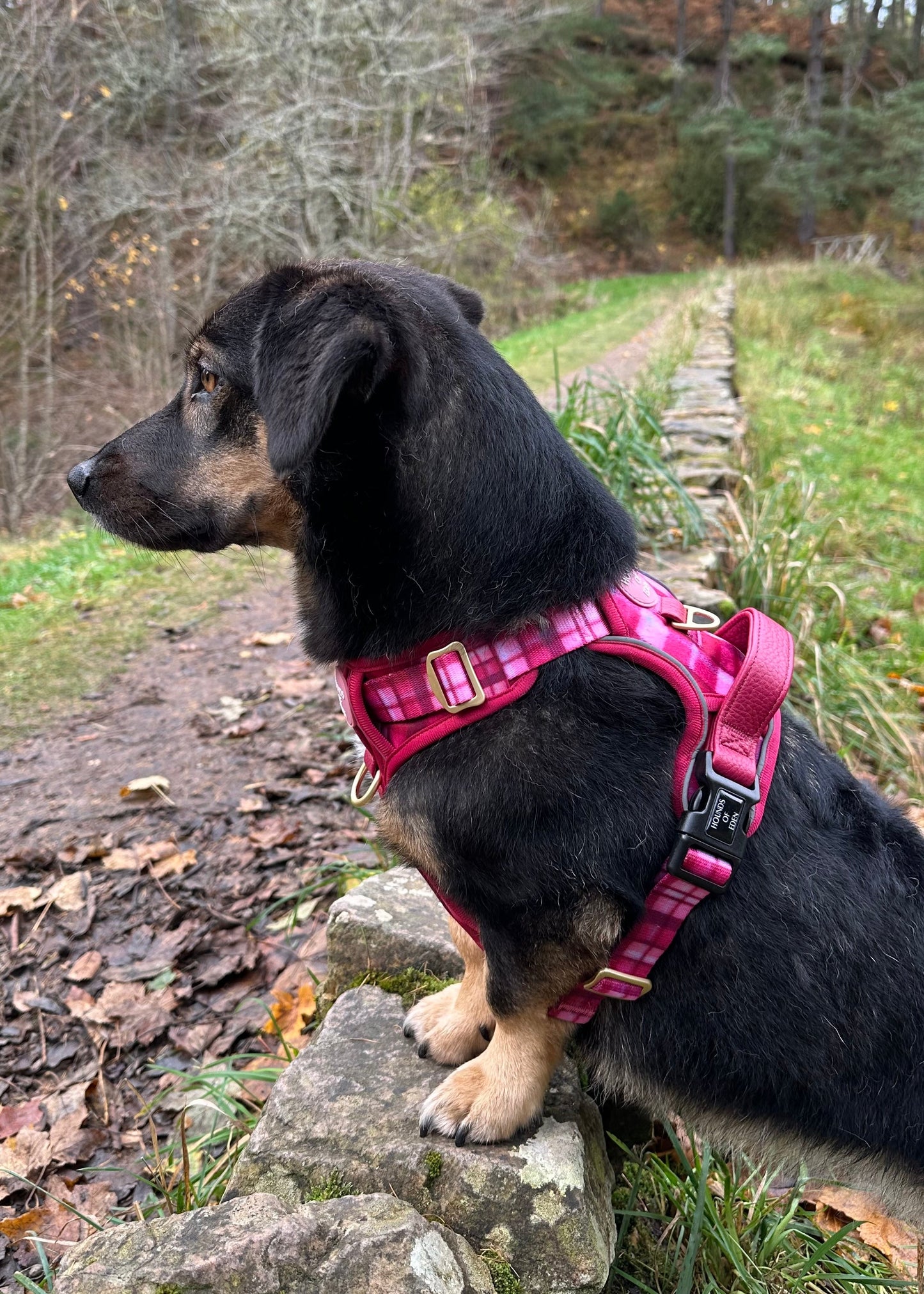 Rose Berry Plaid - Supaw Strong™ Lite Dog Harness (XS-XL) - The Bark Market