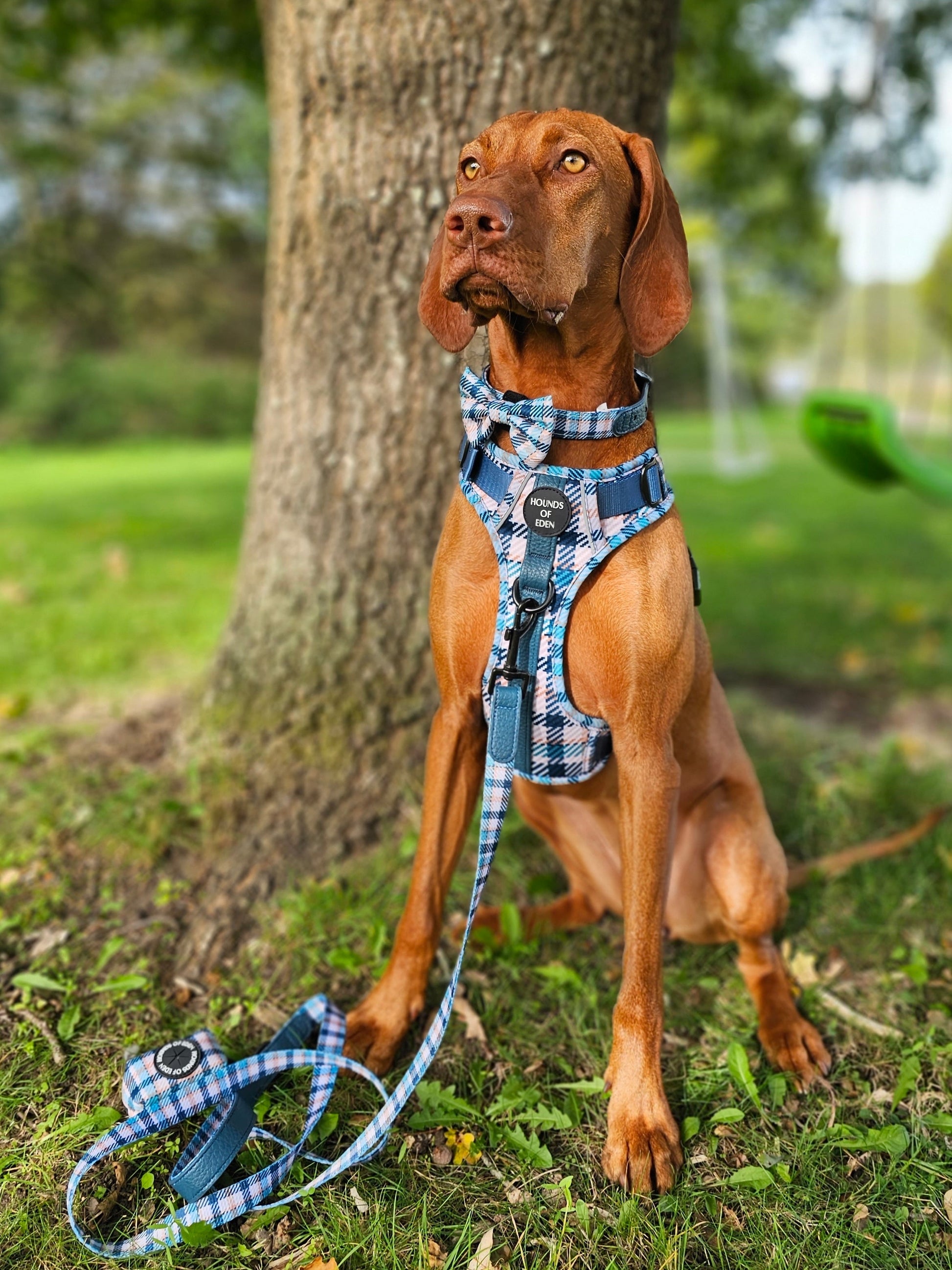 Tealing Smart Dog Supaw Strong Lite™ Harness (XS-XL) - The Bark Market