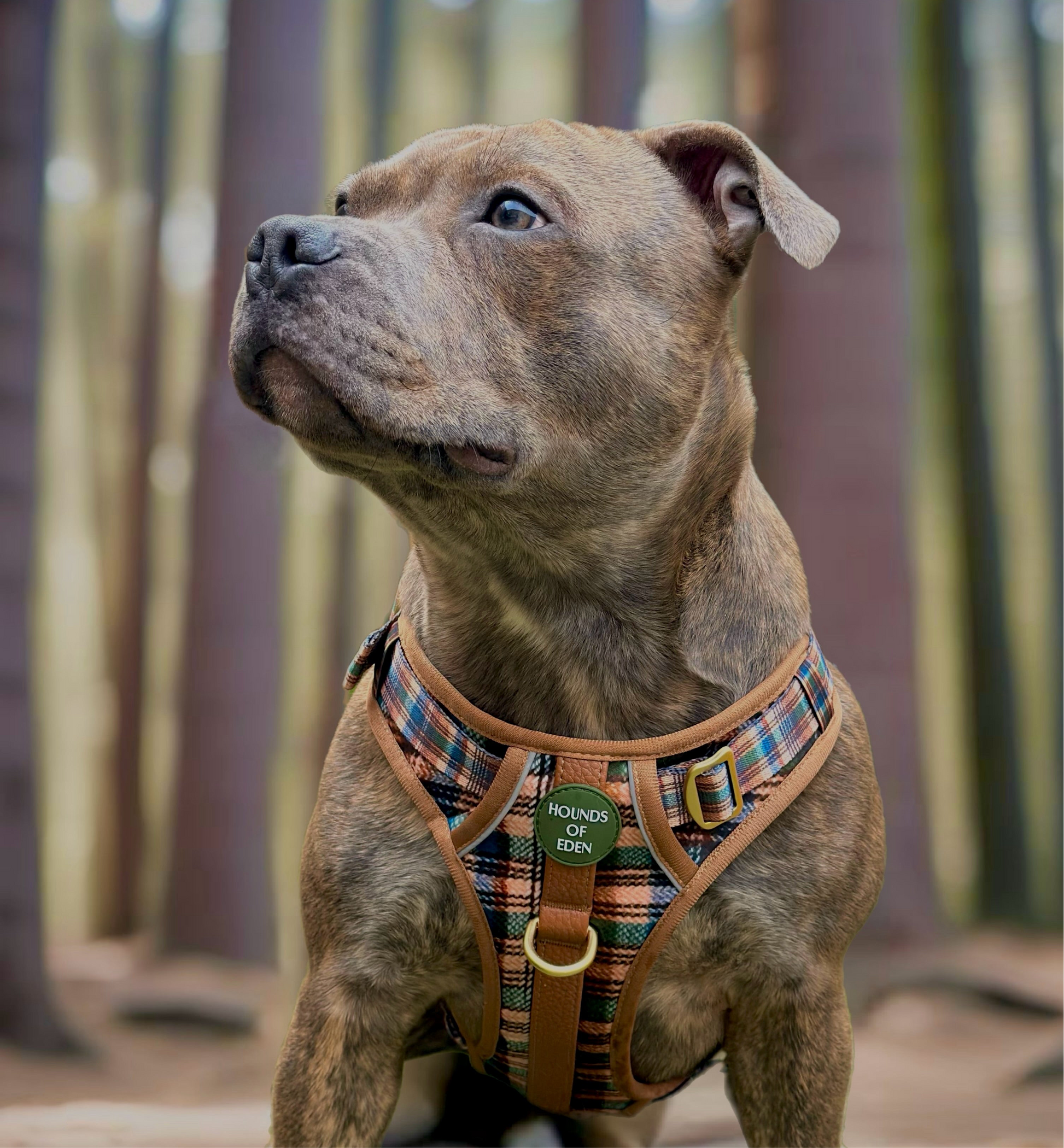 Oak Forest Plaid Supaw Strong Lite™ Dog Harness (XS-XL) - The Bark Market