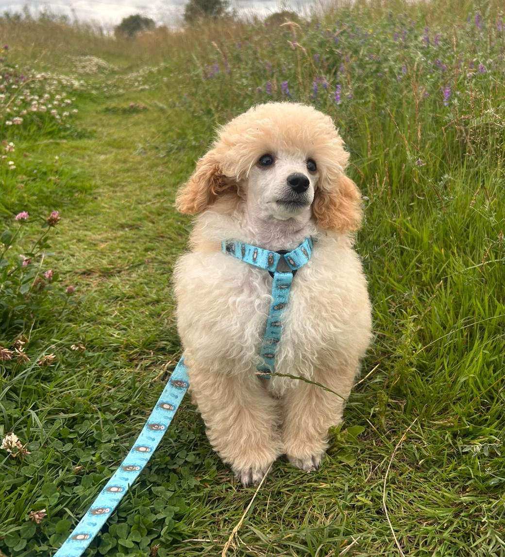 Otterly Lovely XXXS Puppy Harness – Ideal Harness for Puppies and Tiny Pets - The Bark Market