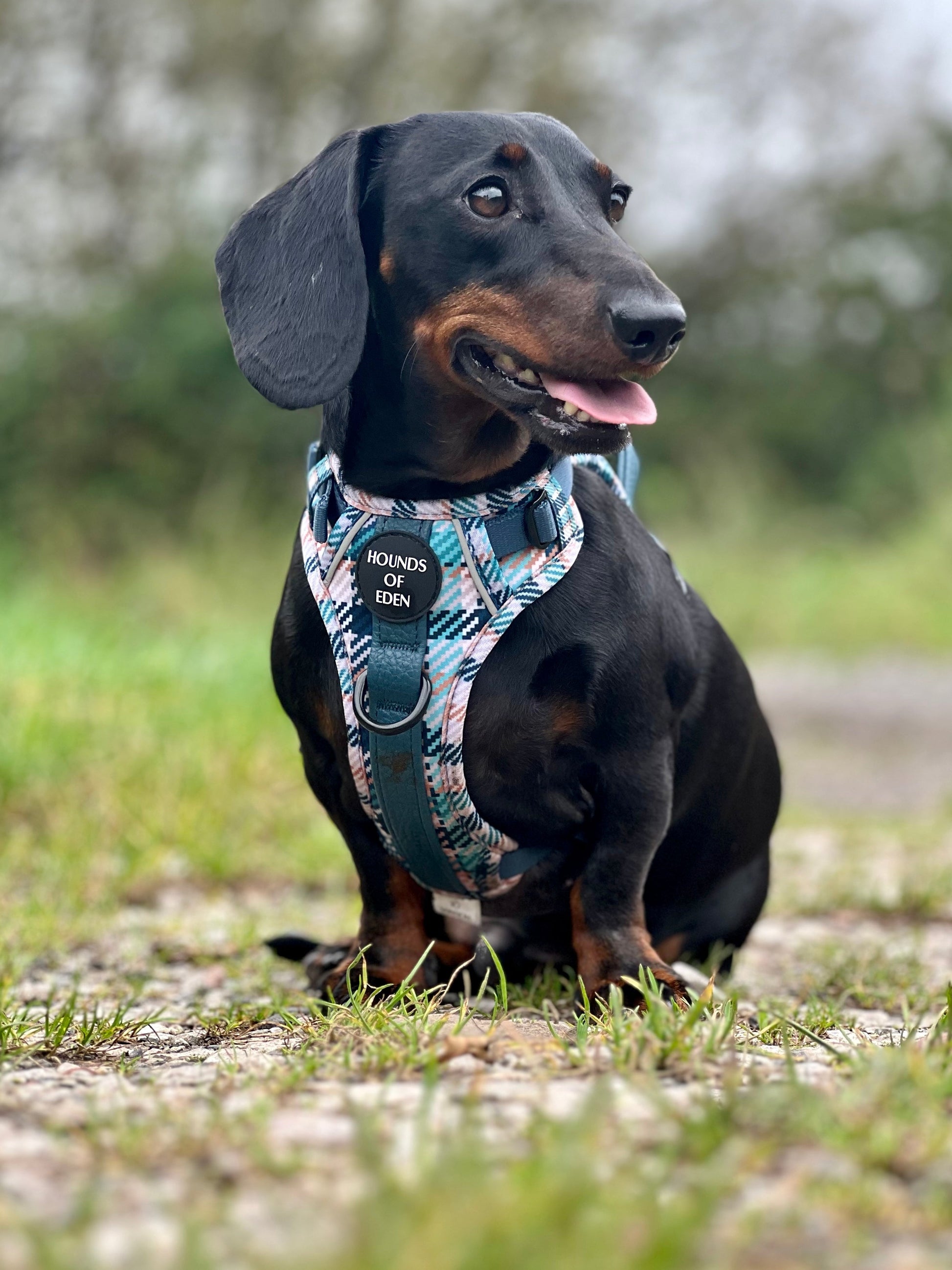 Tealing Smart Dog Supaw Strong Lite™ Harness (XS-XL) - The Bark Market