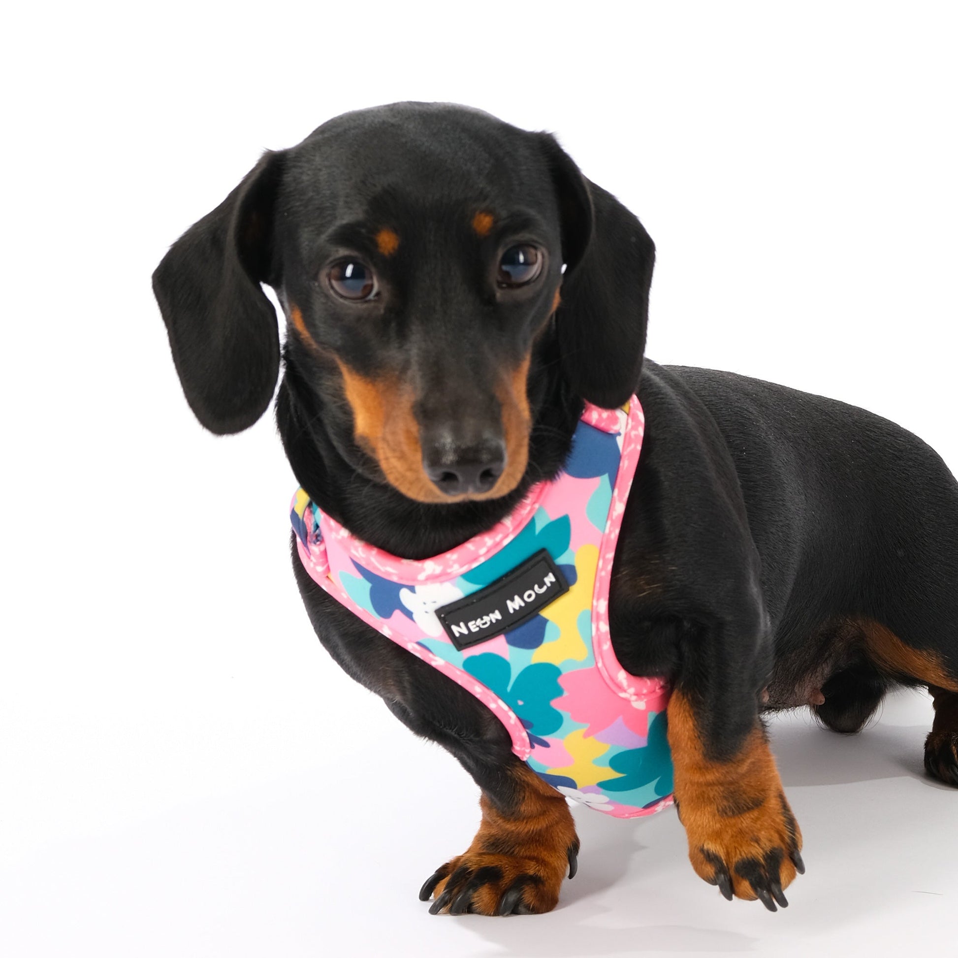 The Luna Mesh Harness - The Bark Market