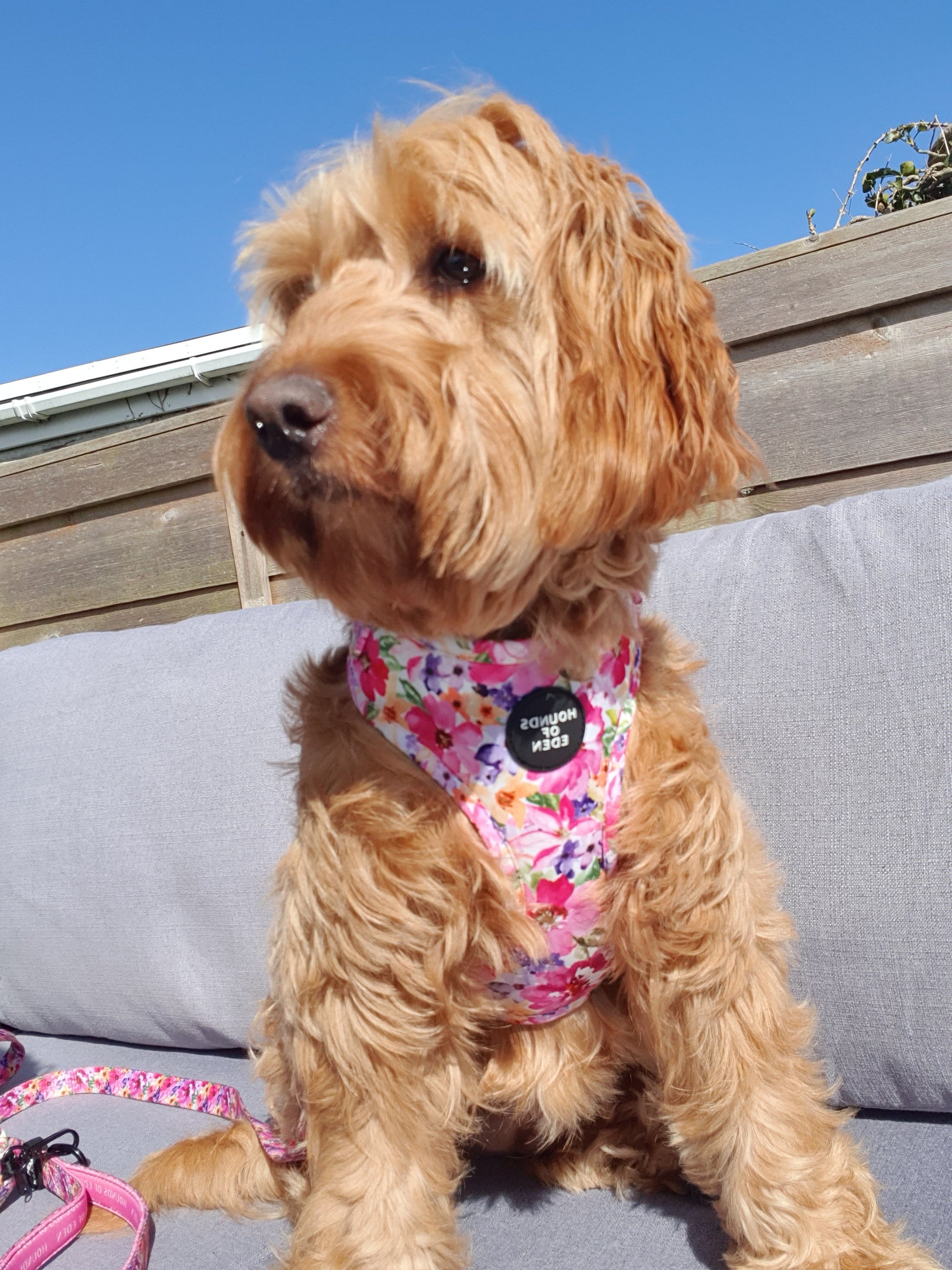 'Florentina' - Floral Dog Collar - The Bark Market