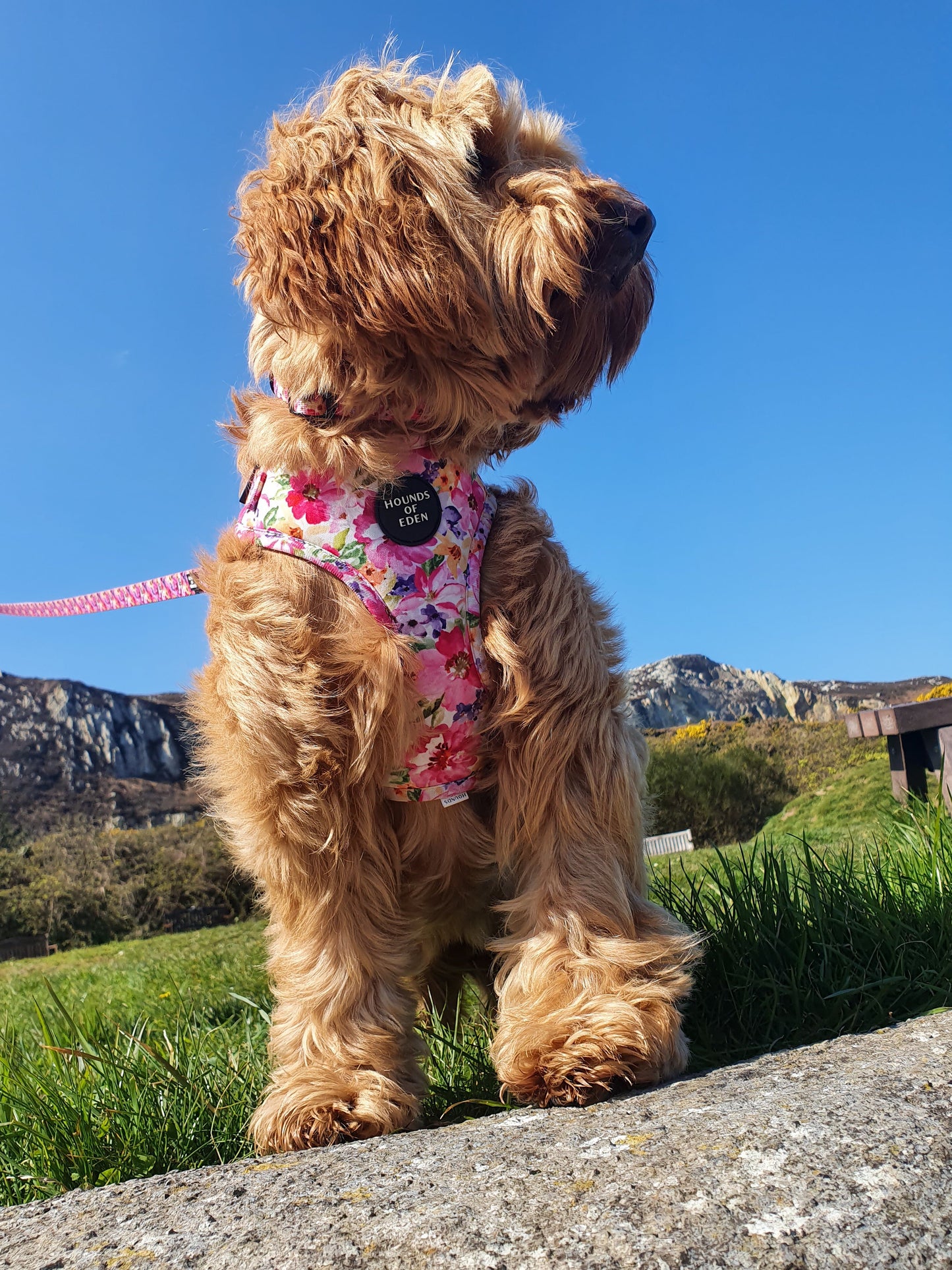 'Florentina' - Floral Dog Harness - The Bark Market