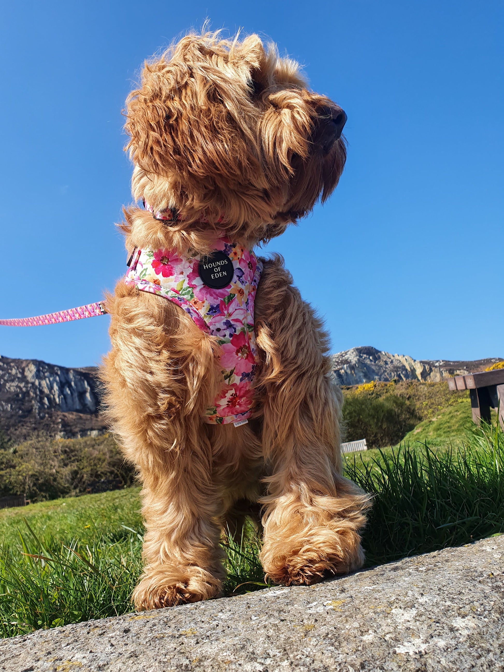 'Florentina' - Floral Dog Harness - The Bark Market