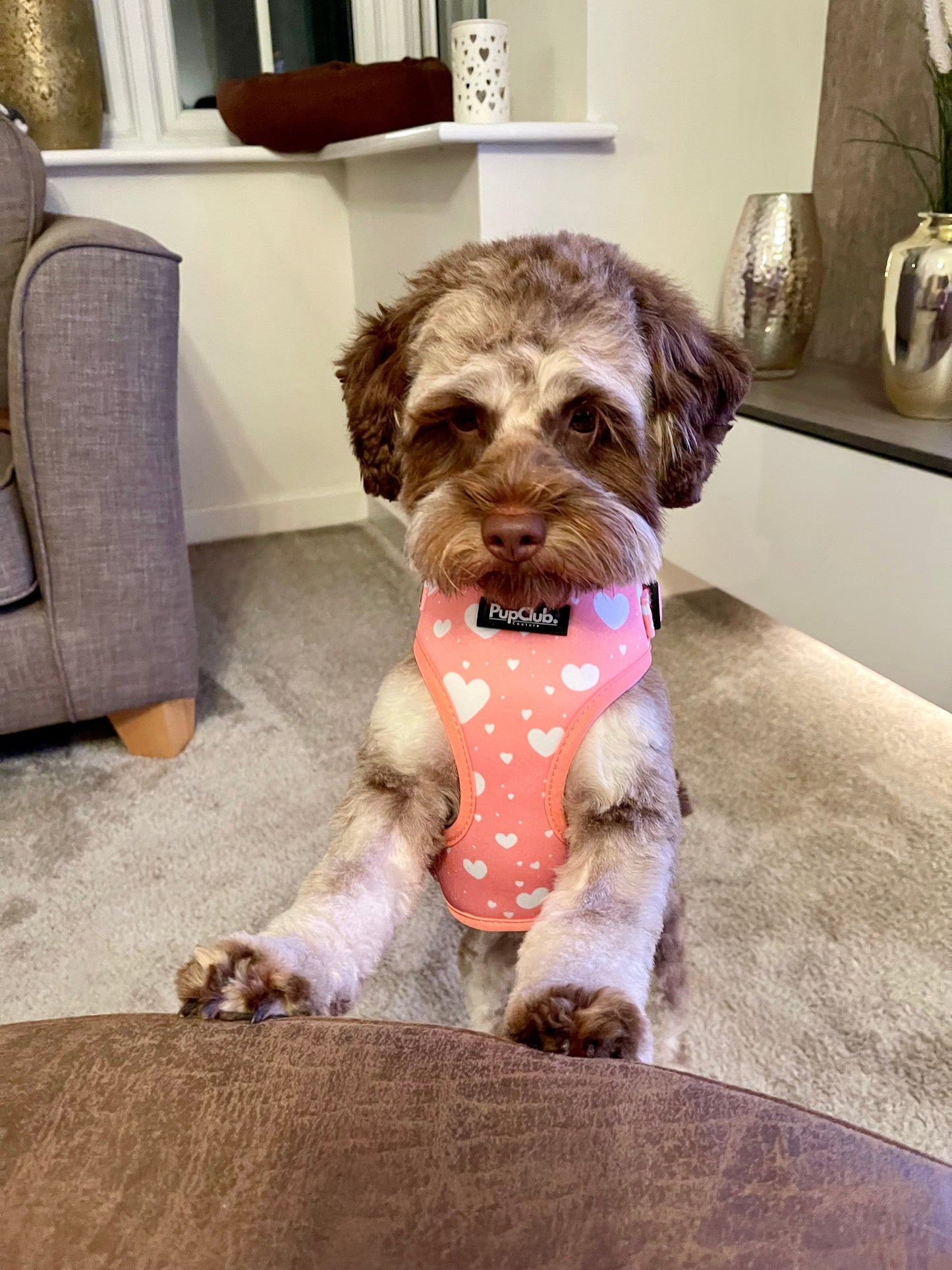 Adjustable Harness - Peachy Hearts - The Bark Market