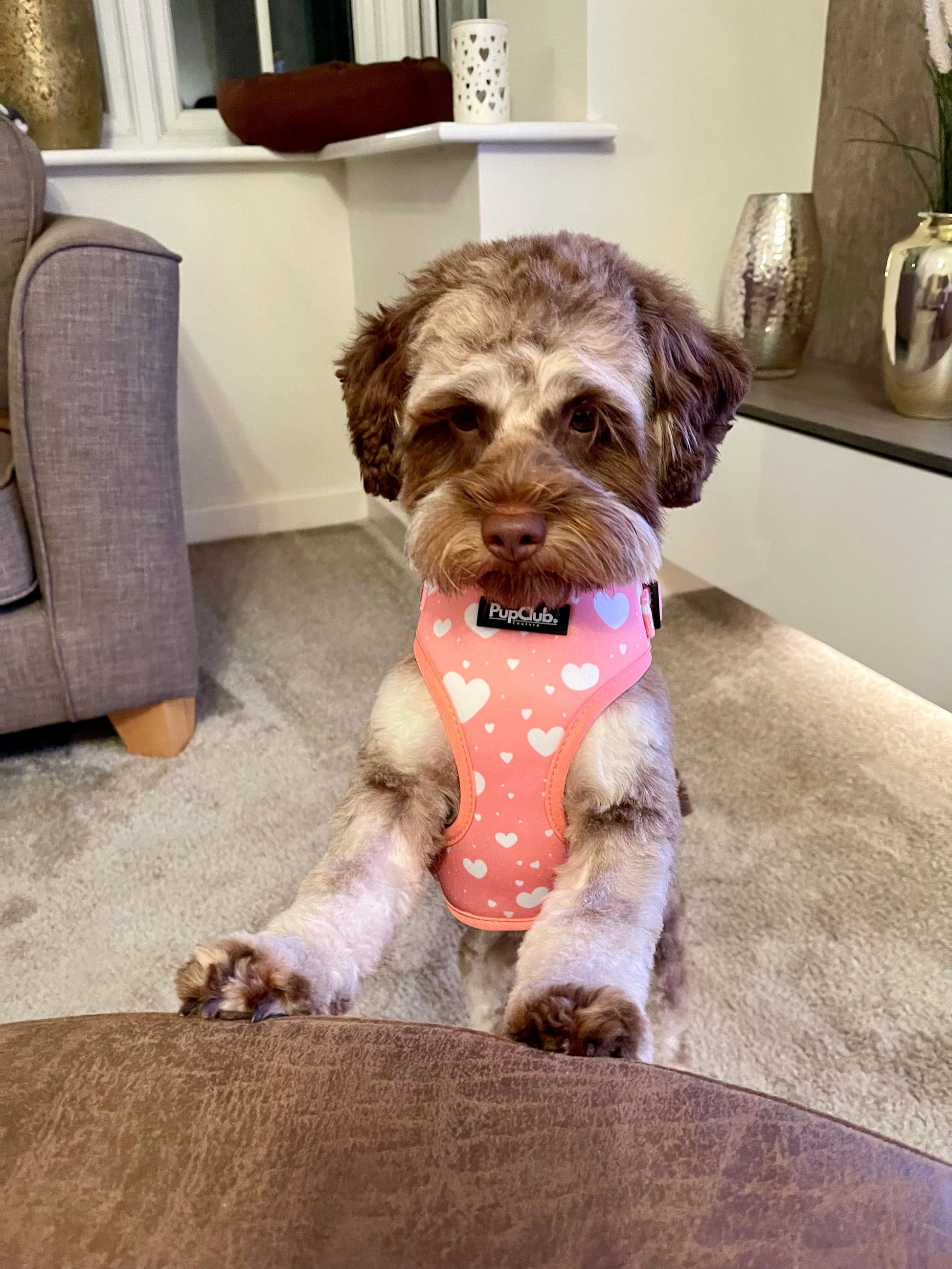 Adjustable Harness - Peachy Hearts - The Bark Market