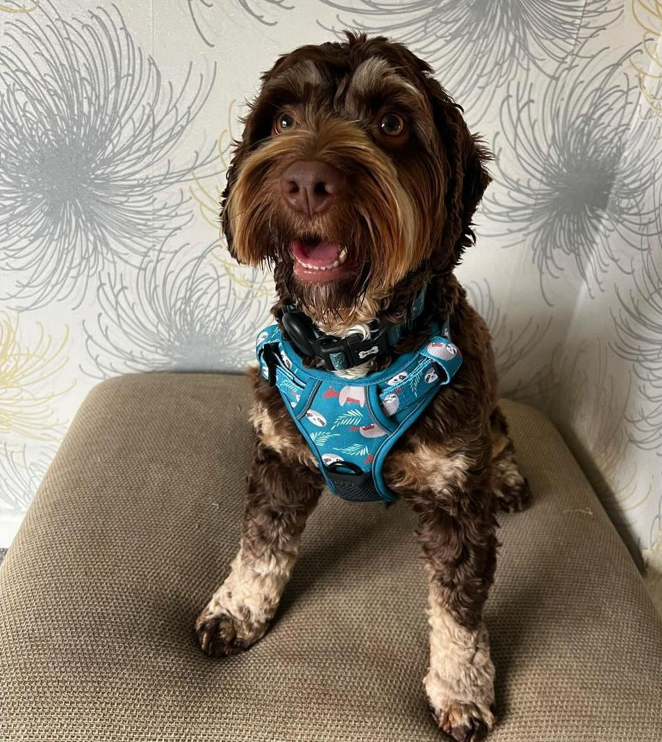 Lazy Sloth No Pull Tactical Dog Harness – Blue Teal Sloth Print, Adjustable, Step-In (Small-XL) 🦥 - The Bark Market