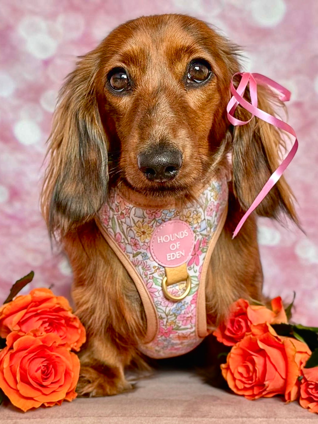 Pastel Petals - Dog Harness (XXS-XS) - The Bark Market