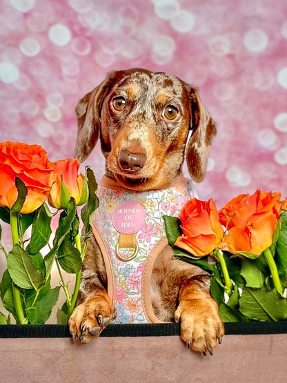 Pastel Petals - Dog Harness (XXS-XS) - The Bark Market