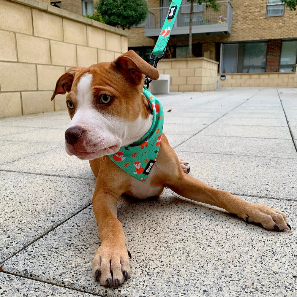 Inquisitive Fox Cooling Bandana - The Bark Market