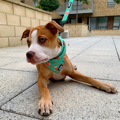 Inquisitive Fox Cooling Bandana - The Bark Market