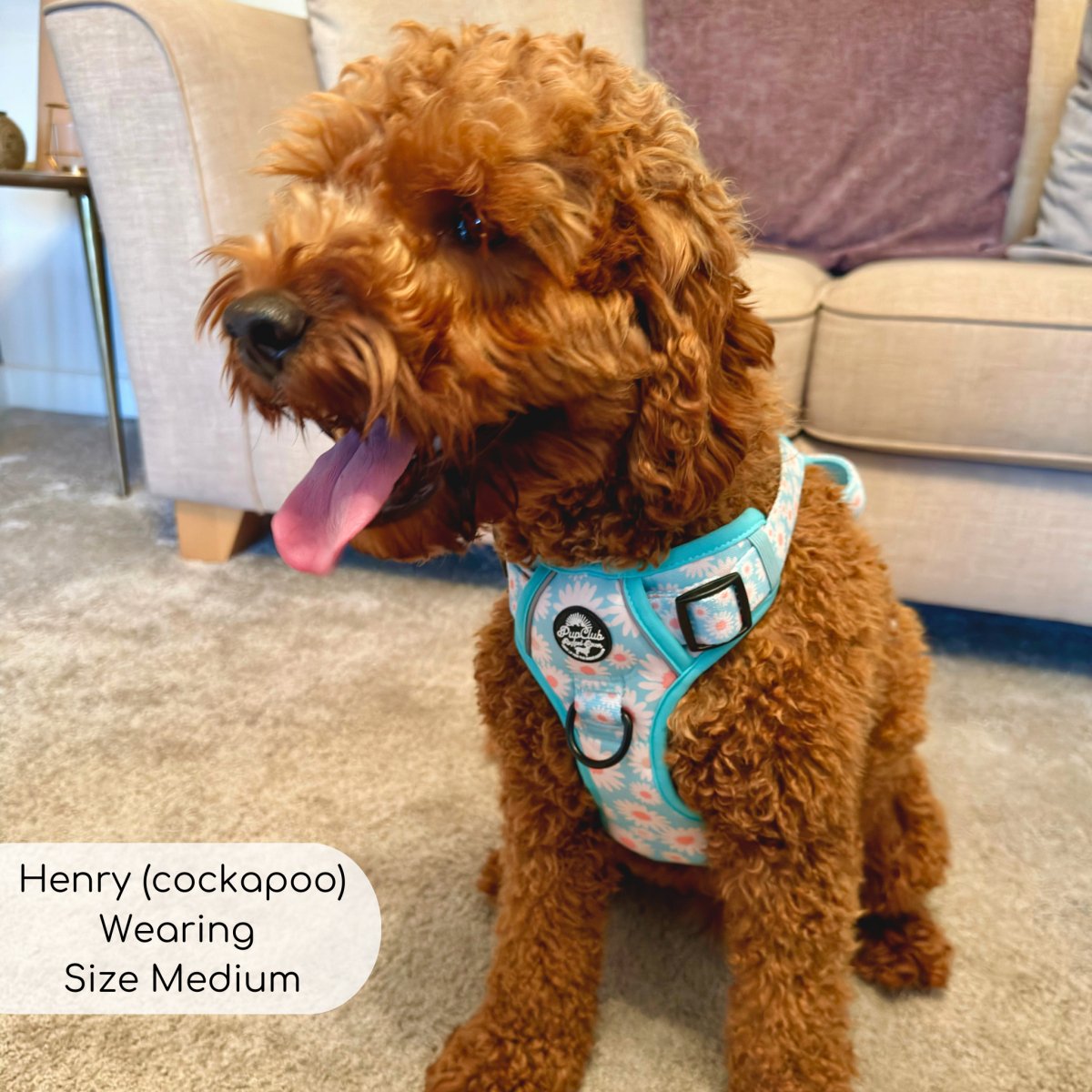 Rugged Rover™ Harness - Pastel Daisy - The Bark Market