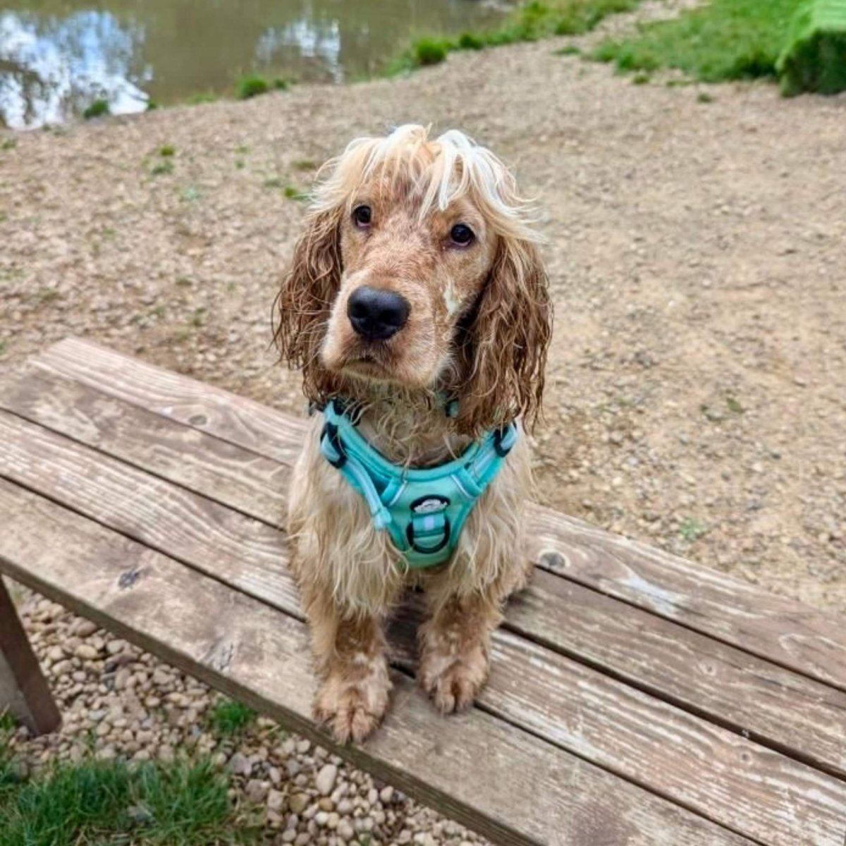 Rugged Rover™ Harness - Pastel Mint Green - The Bark Market