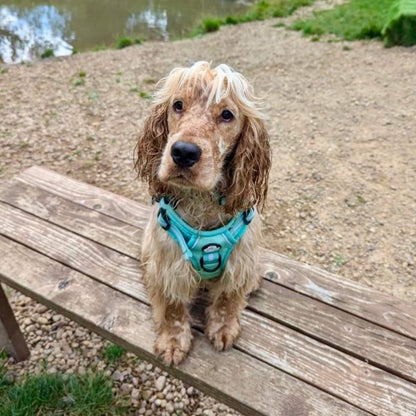 Rugged Rover™ Harness - Pastel Mint Green - The Bark Market
