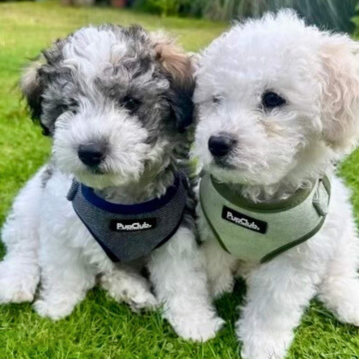 Tweed Adjustable Harness - Sage - The Bark Market
