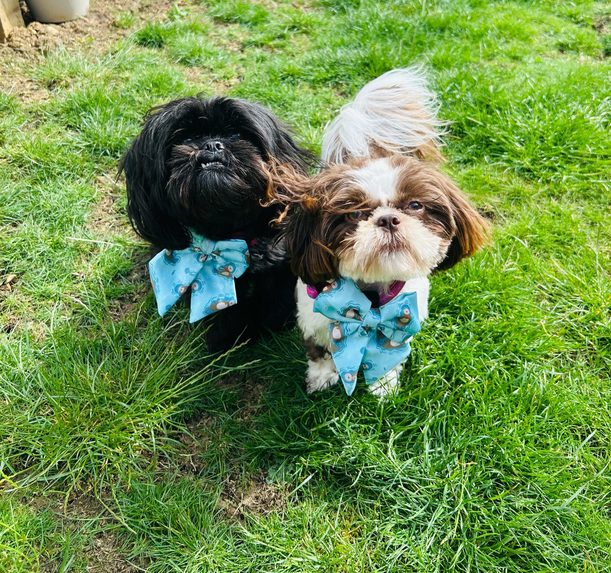 Otterly Lovely Sailor bow 🦦💙 - The Bark Market