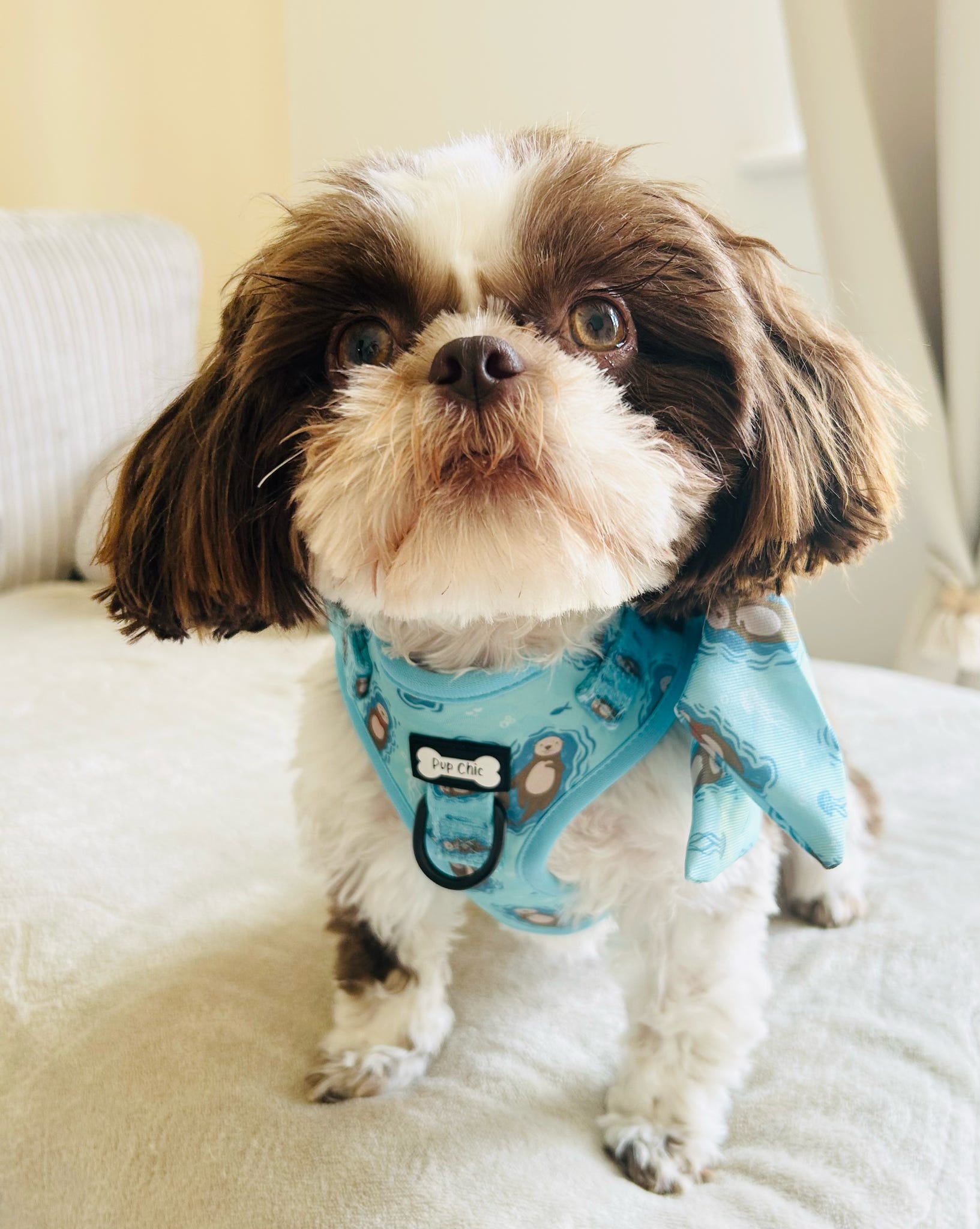 Otterly Lovely Step-in Adjustable harness (XXS-XS) 🦦💙 - The Bark Market