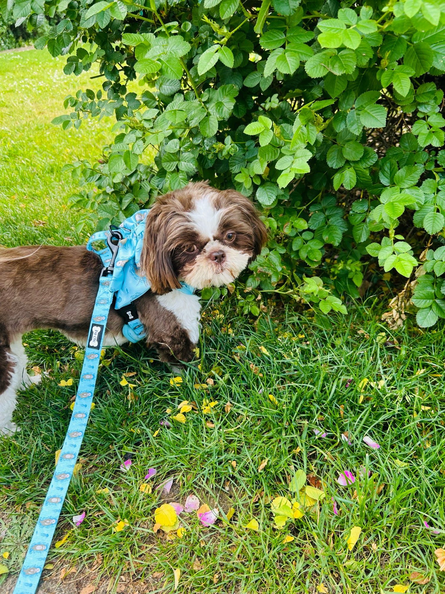 Otterly Lovely 5ft dog lead 🦦💙 - The Bark Market