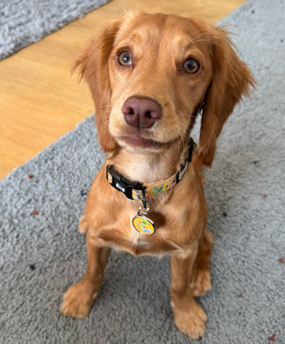 Summer Buzzin’ Dog Collar - The Bark Market