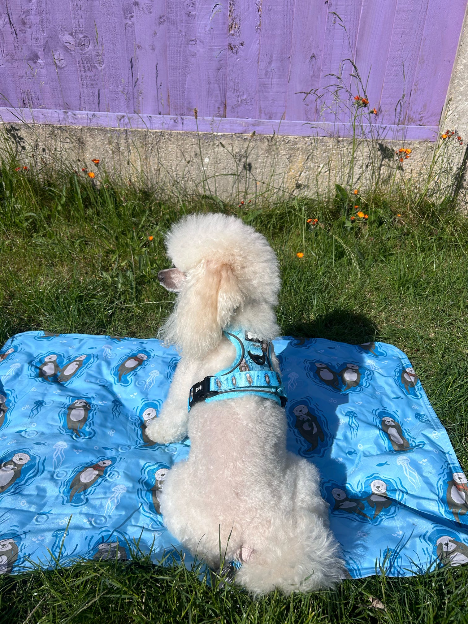 Otterly Lovely Tactical Dog Harness – No Pull &  Fully Adjustable - The Bark Market