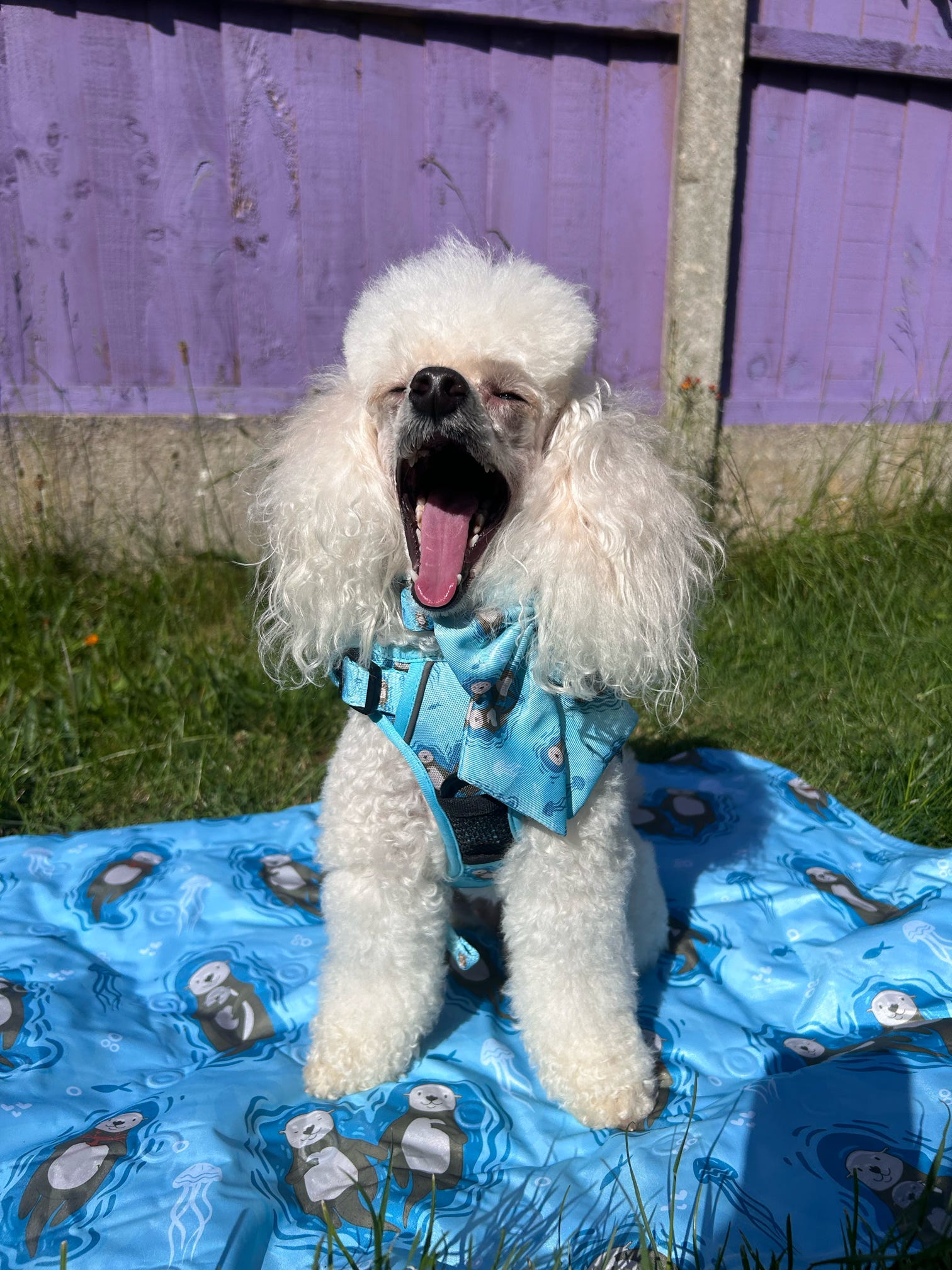 Otterly Lovely Tactical Dog Harness – No Pull &  Fully Adjustable - The Bark Market