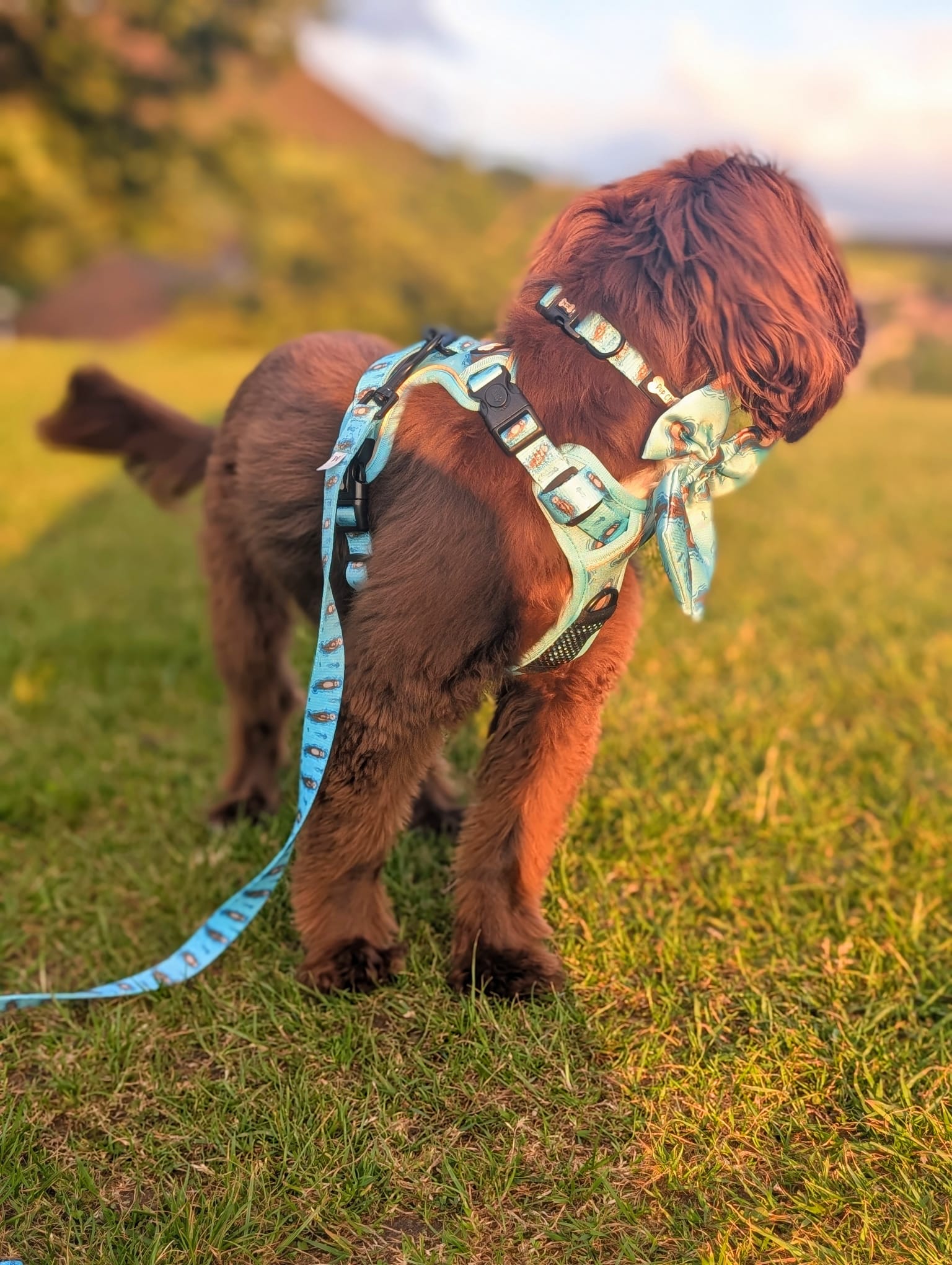Otterly Lovely 5ft dog lead 🦦💙 - The Bark Market