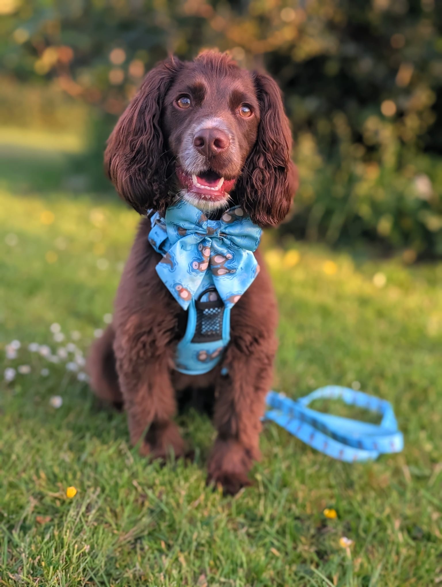 Otterly Lovely Tactical Dog Harness – No Pull &  Fully Adjustable - The Bark Market
