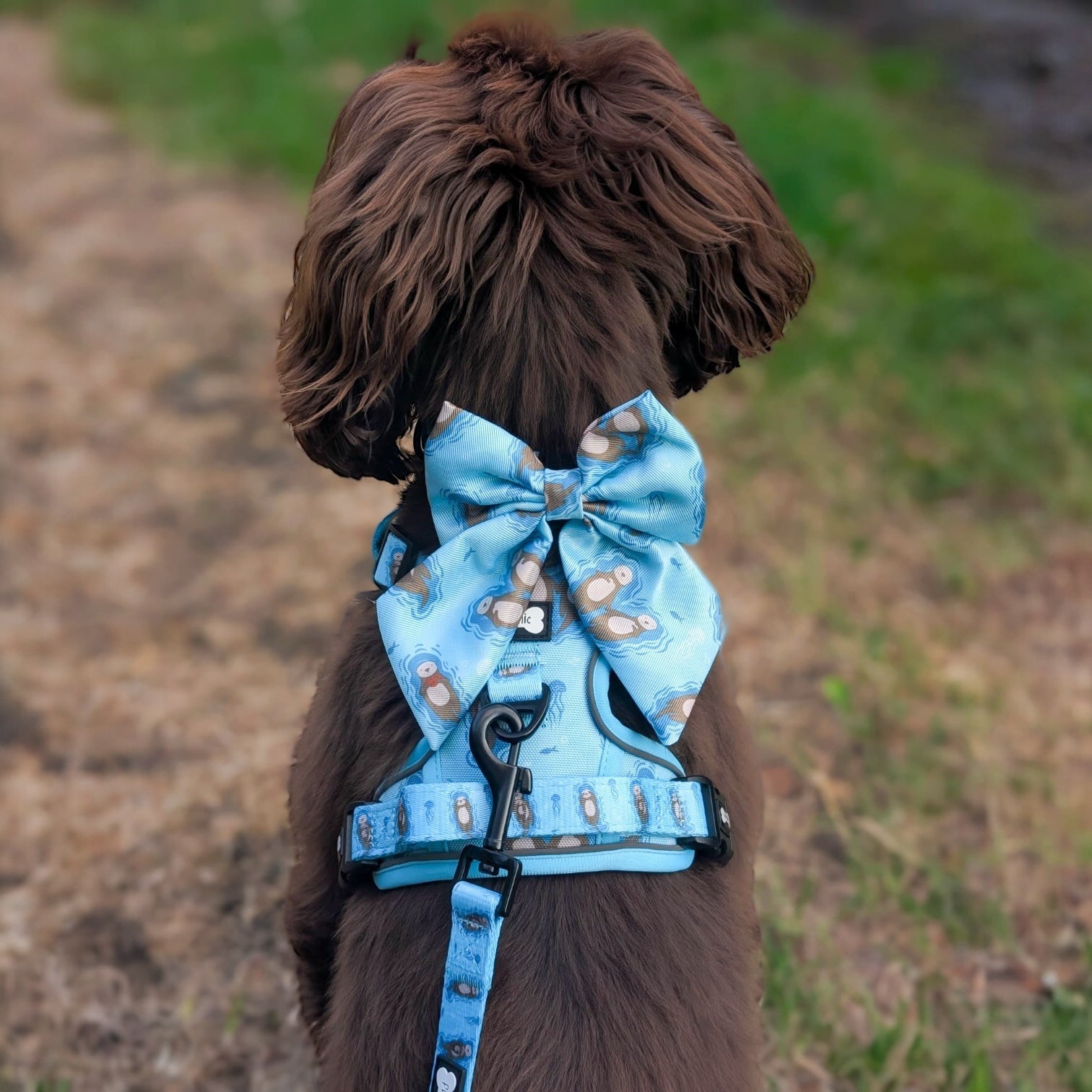 Otterly Lovely Tactical Dog Harness – No Pull &  Fully Adjustable - The Bark Market