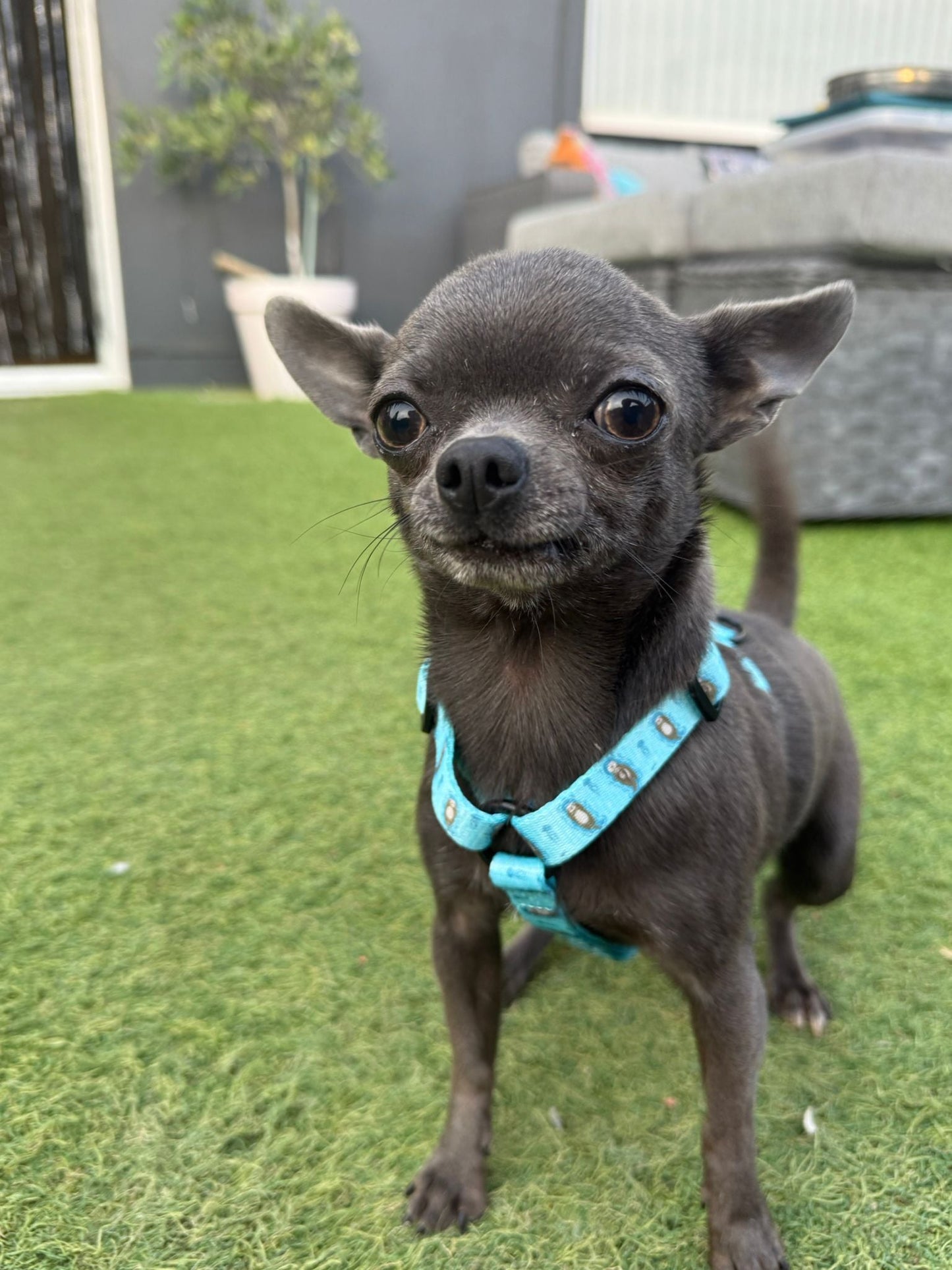 Otterly Lovely XXXS Puppy Harness – Ideal Harness for Puppies and Tiny Pets - The Bark Market