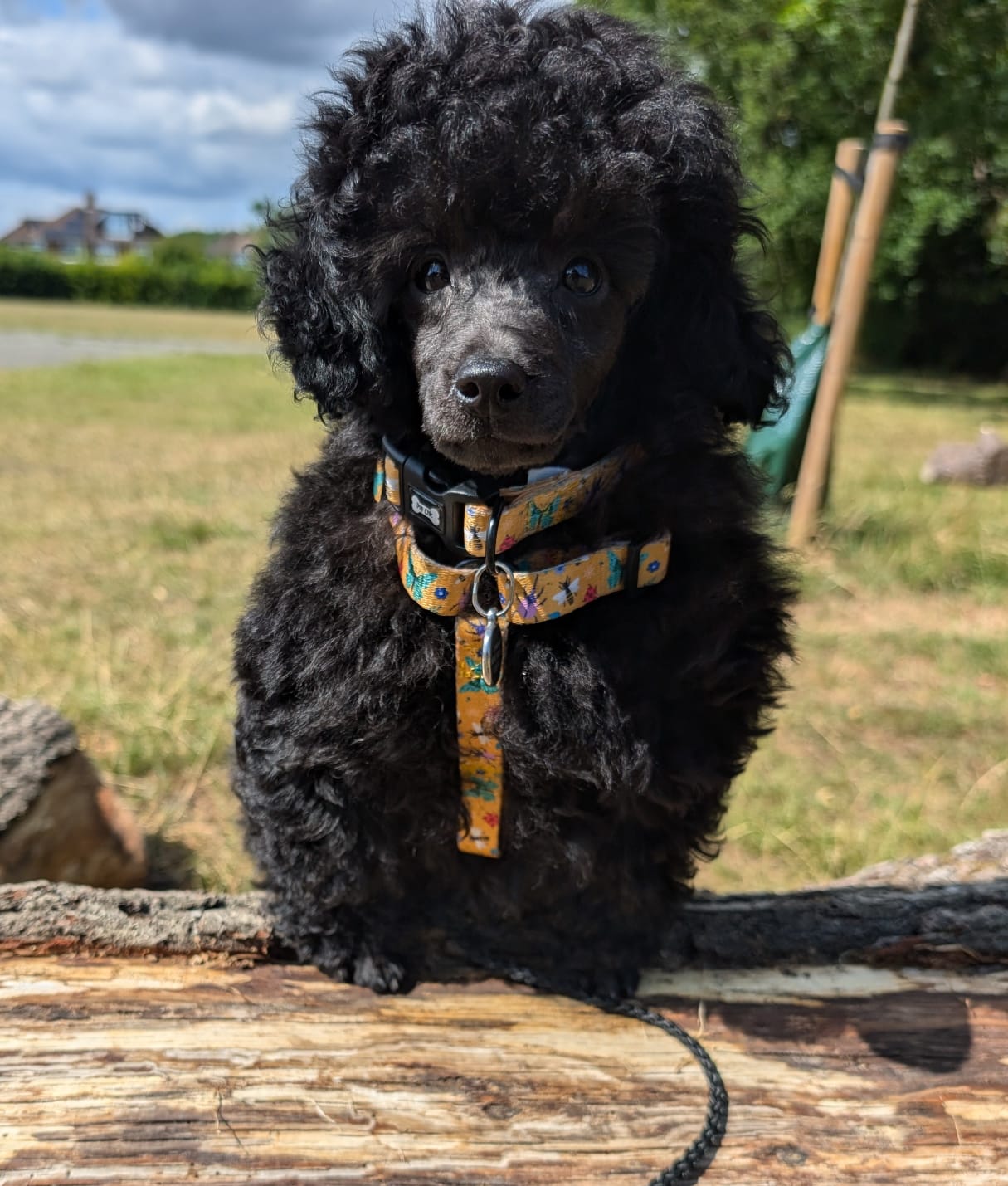 Summer Buzzin’ puppy, chihuahua, kitten, rabbit, teacup XXXS strap harness - The Bark Market