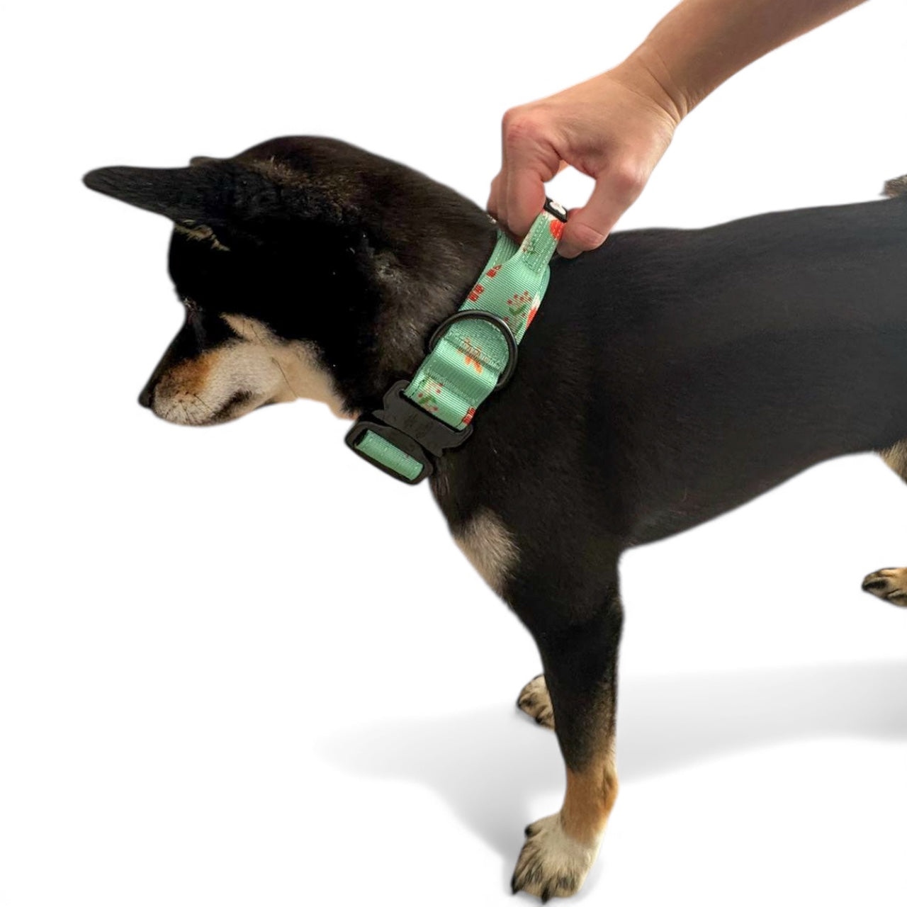 Inquisitive Fox Tactical Dog Collar (L–XL) – Heavy-Duty Strength Meets Bold Style - The Bark Market