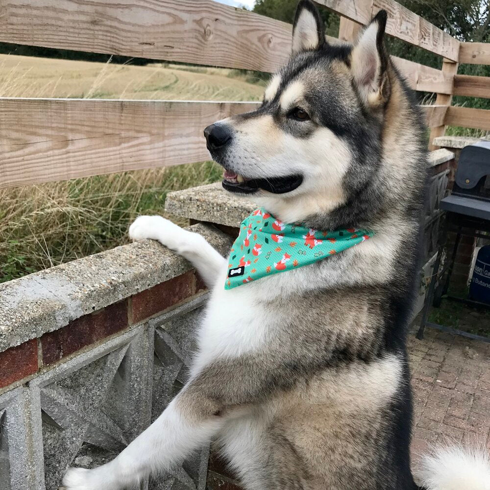 Inquisitive Fox Cooling Bandana - The Bark Market