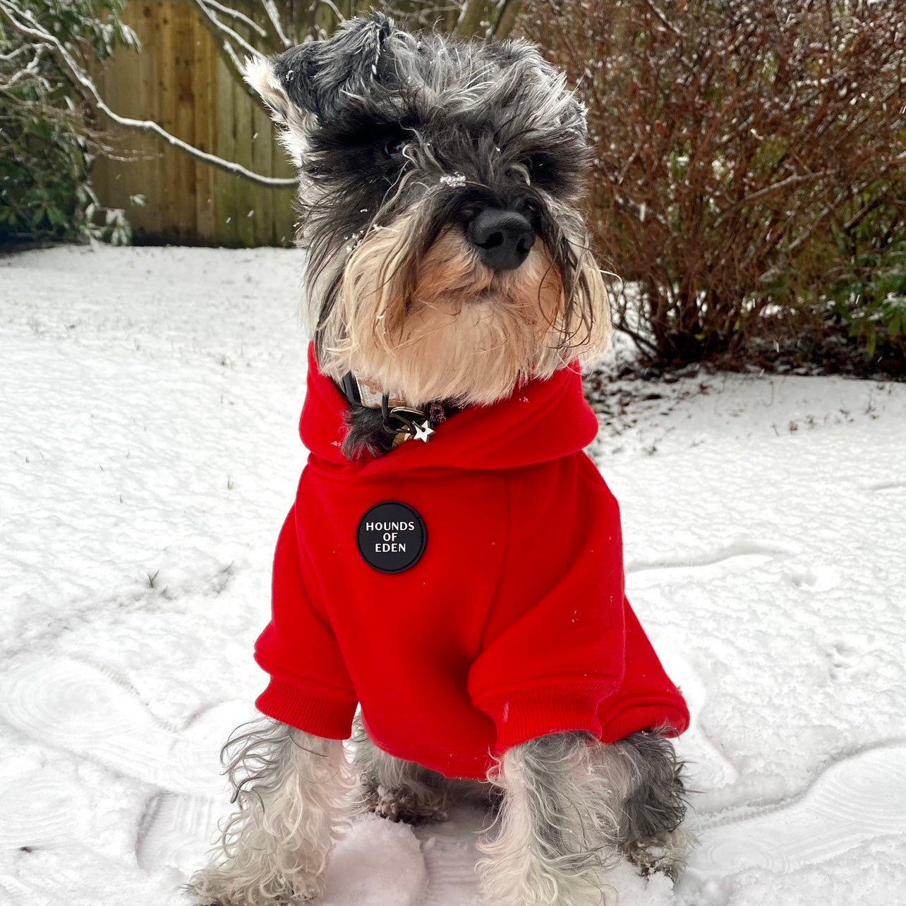 Dog Hoodie - Red - The Bark Market