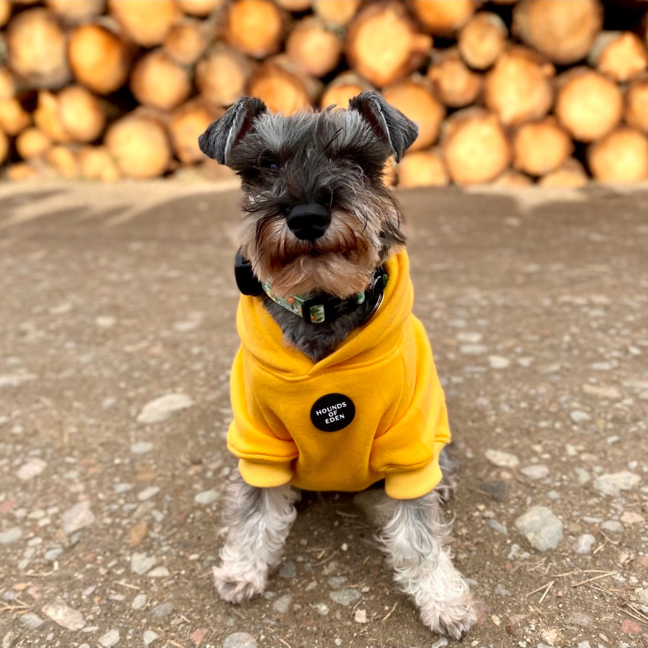 Dog Hoodie - Sky Blue - The Bark Market