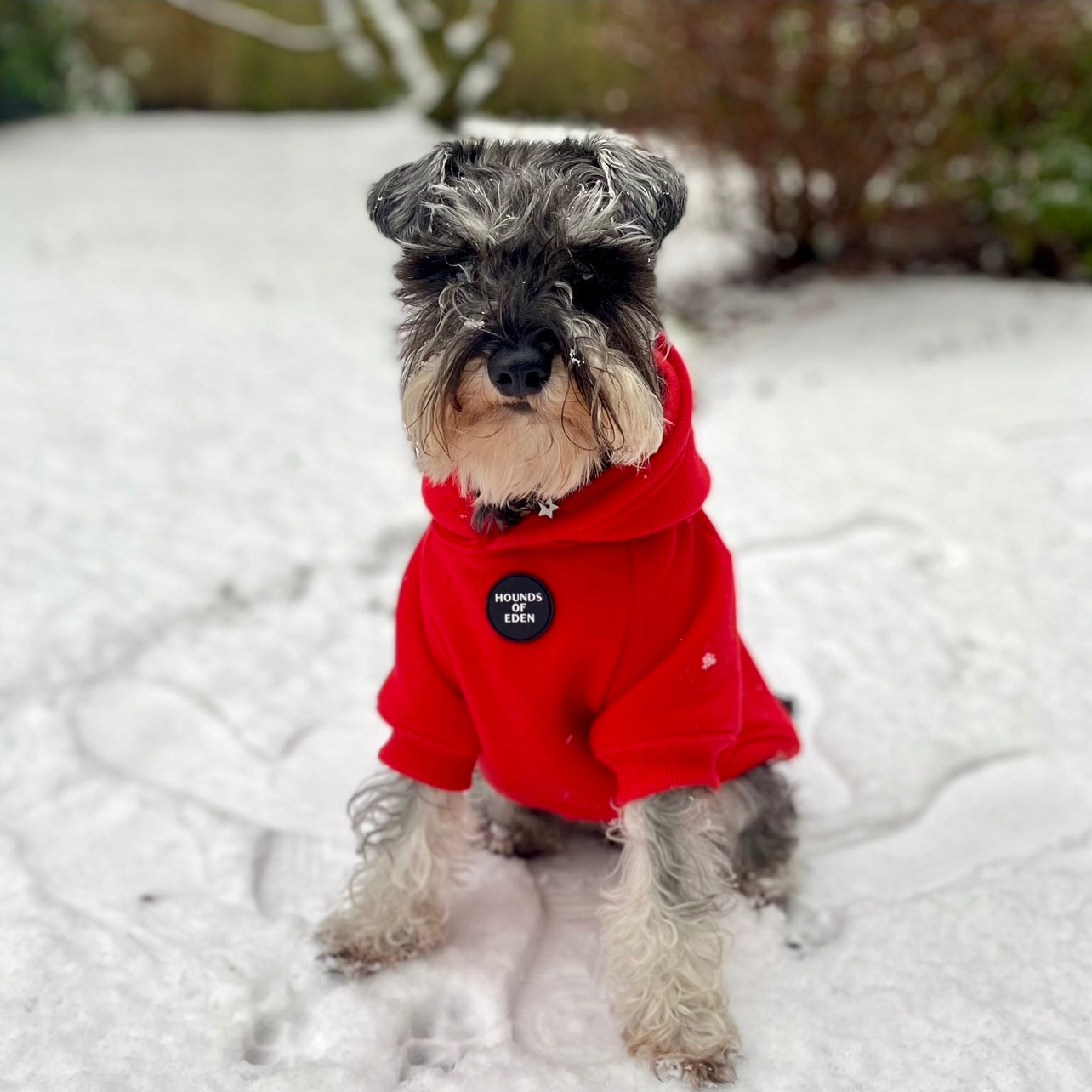 Dog Hoodie - Red - The Bark Market